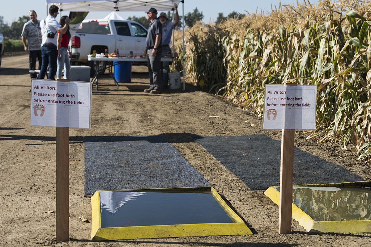 Bayer has foot baths for all visitors and employees entering their research fields to prevent outside contamination.
